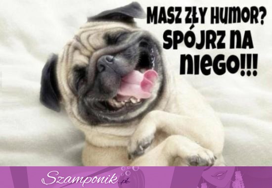 Poprawi Ci humor! ;D