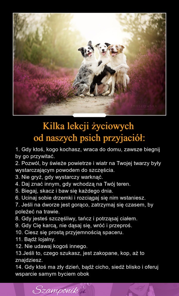 Kilka lekcji życiowych od naszych psich przyjaciół ;)