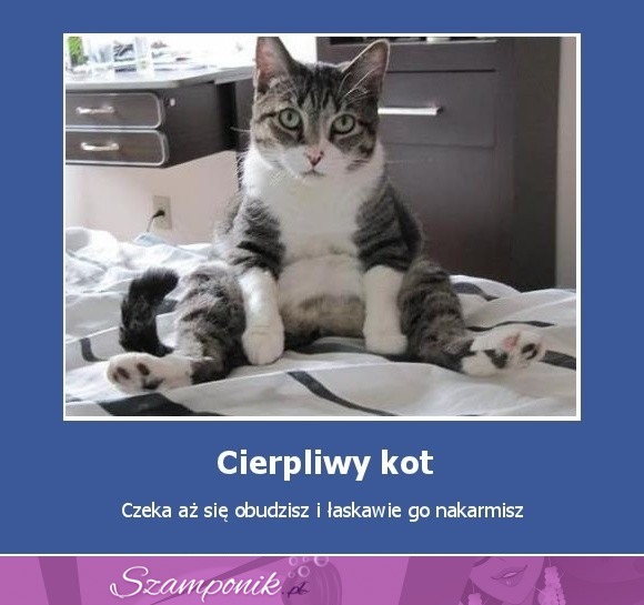 Cierpliwy kot