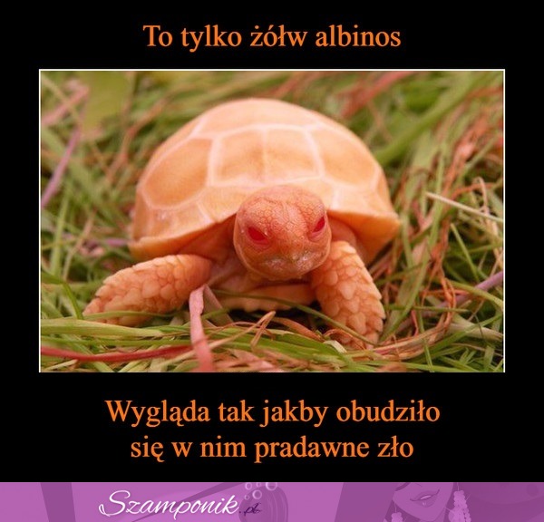 Wygląda przerażająco, ale ma coś w sobie!