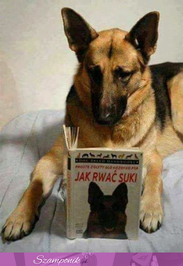 Poradnik dla psów ;)
