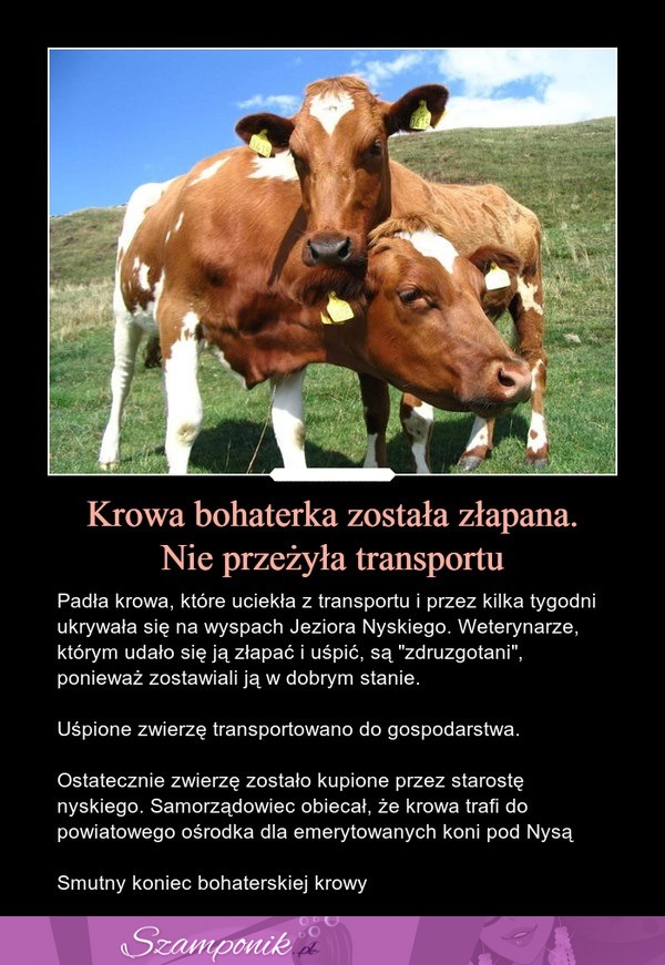 Krowa bohaterka została złapana! Nie przeżyła transportu