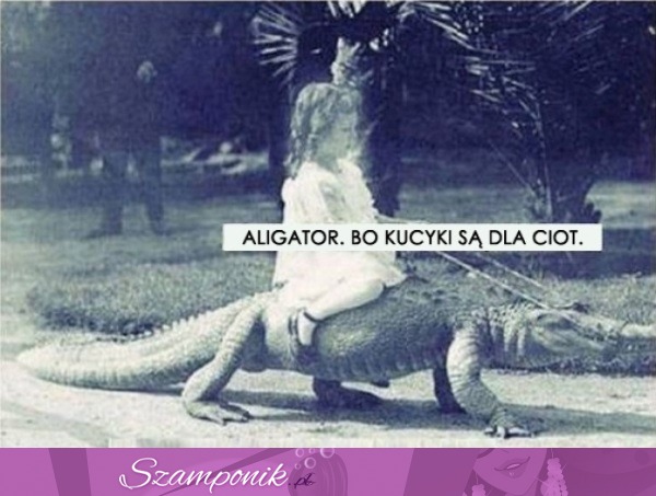 Aligator a co ;D