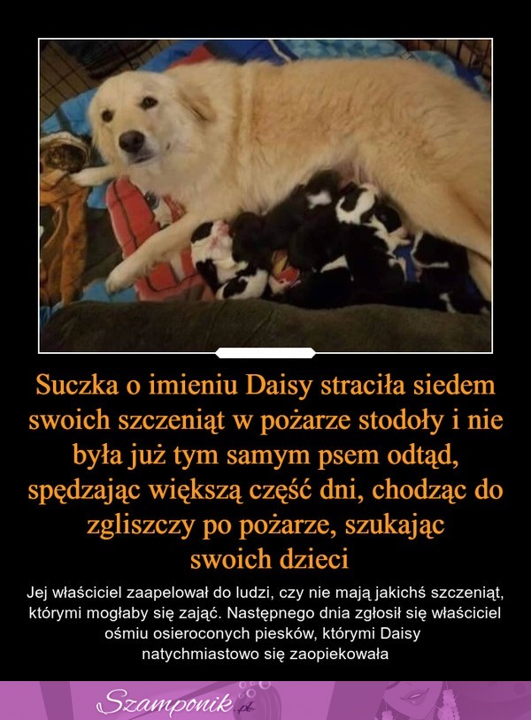 Suczka straciła siedem swoich szczeniąt i nie była już tym samym psem...