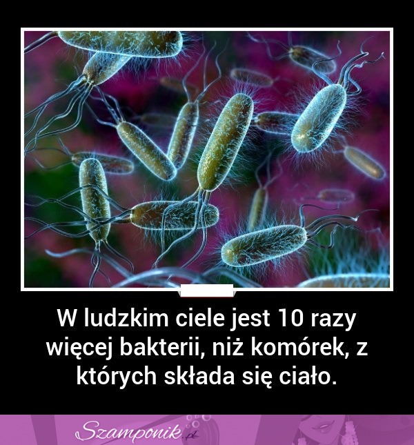 W ludzkim ciele...