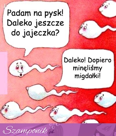 Zobacz dlaczego PLEMNIKI mają dziś trudno! Dobre