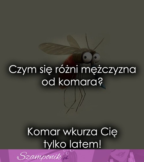 Czym się różni mężczyzna od komara