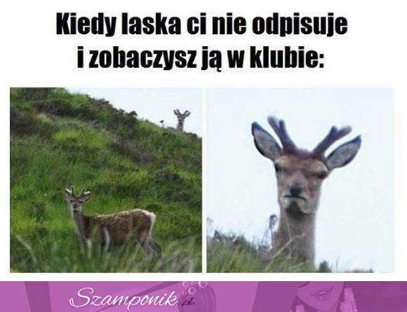 Kiedy laska Ci nie odpisuje