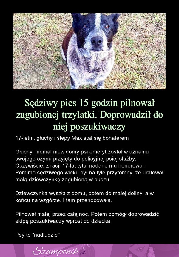 17 letni pies uratował życie małej dziewczynce! Niesamowite!