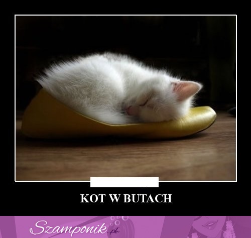 Kot w butach ;)