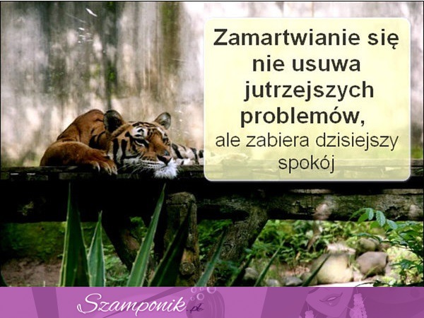 Zamartwianie się