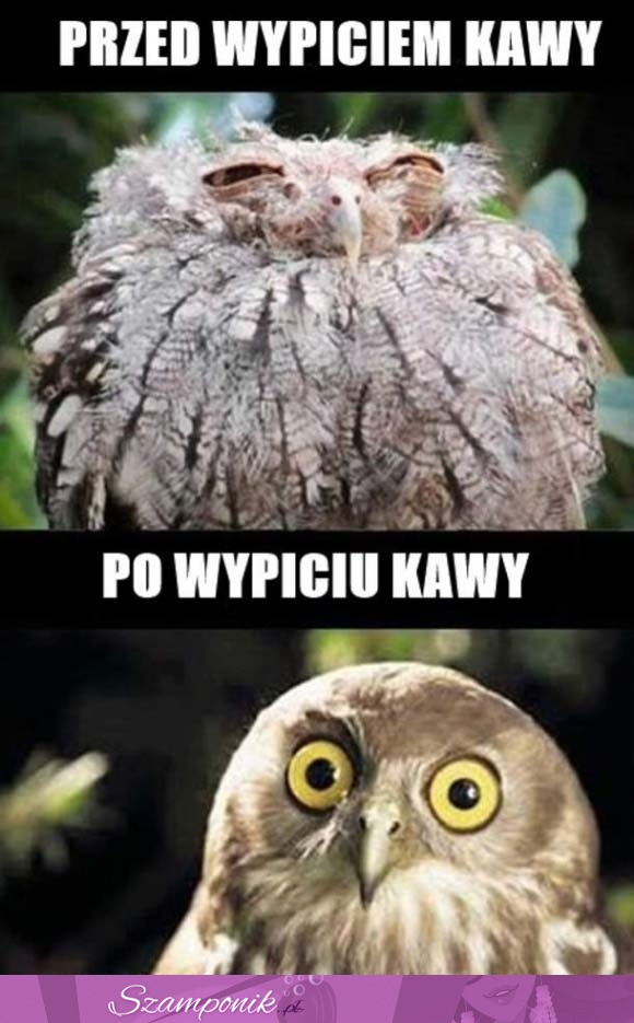 Przed i po wypiciu kawy ;)