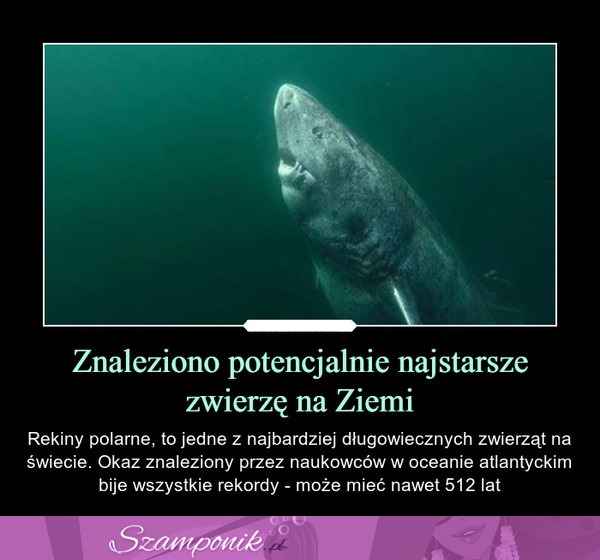 Znaleziono potencjalnie najstarsze zwierzę na Ziemi...