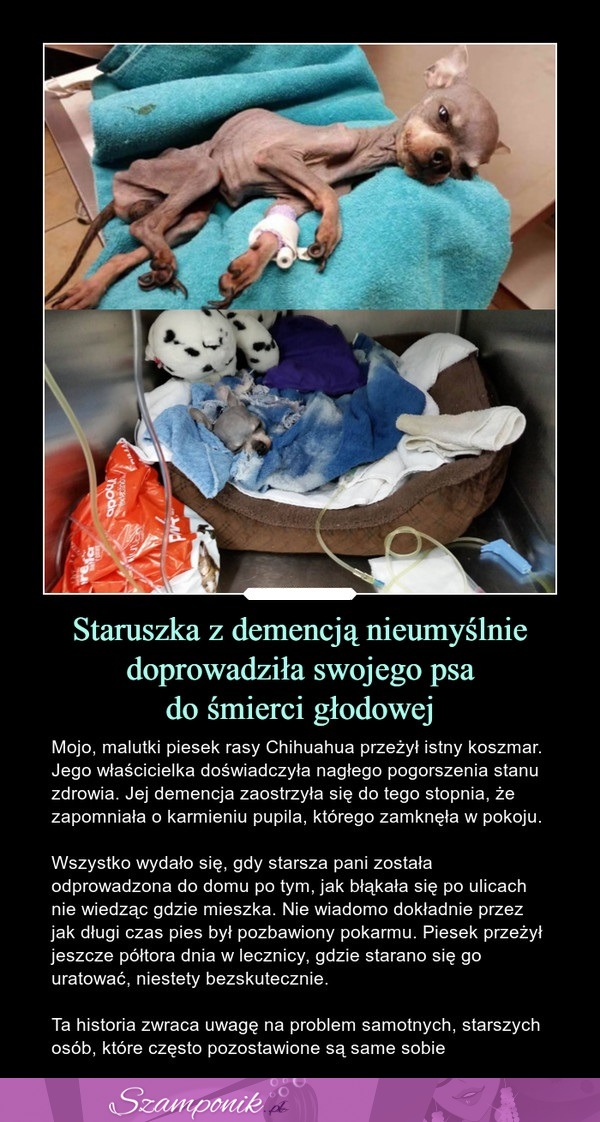 Staruszka z demencją nieumyślnie doprowadziła swojego psa do śmierci głodowej