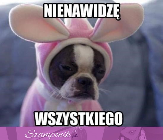 Nienawidzę wszystkiego