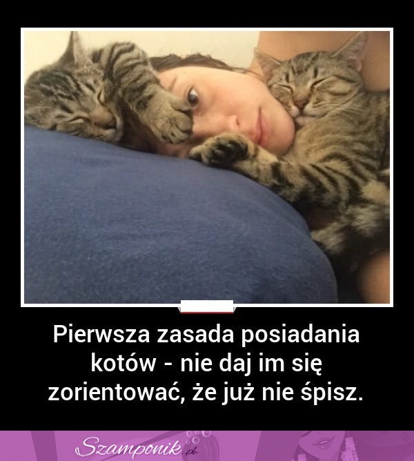 Pierwsza zasada posiadania kotów