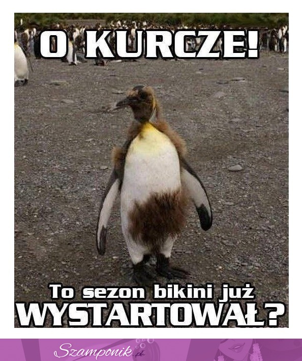 Już wystartował, HAHA XD