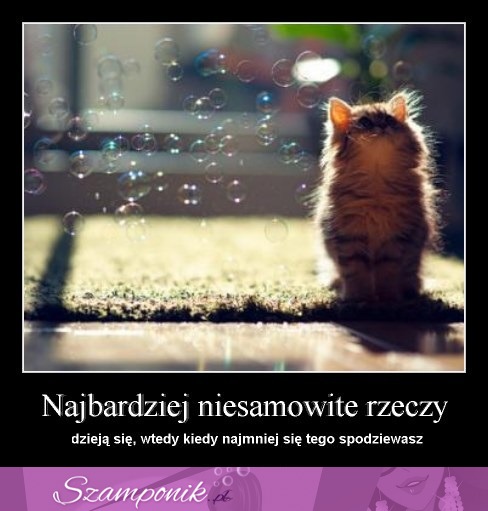 Niesamowite rzeczy