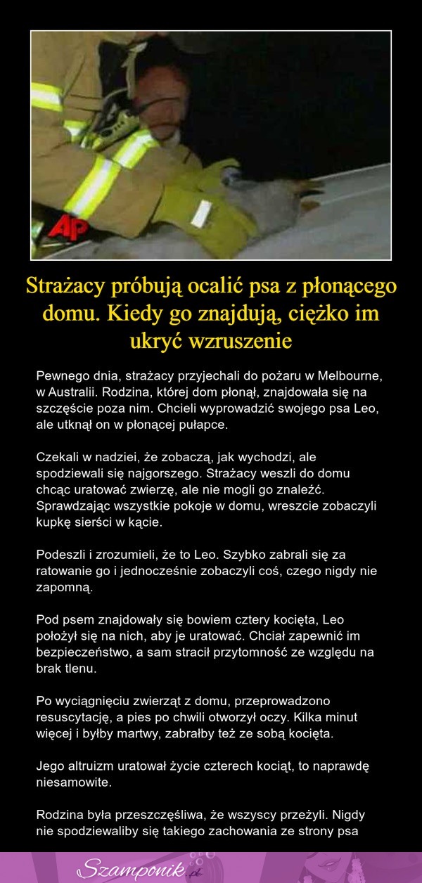 Strażacy próbują ocalić psa z płonącego domu. Kiedy go znajdują, ciężko im ukryć wzruszenie