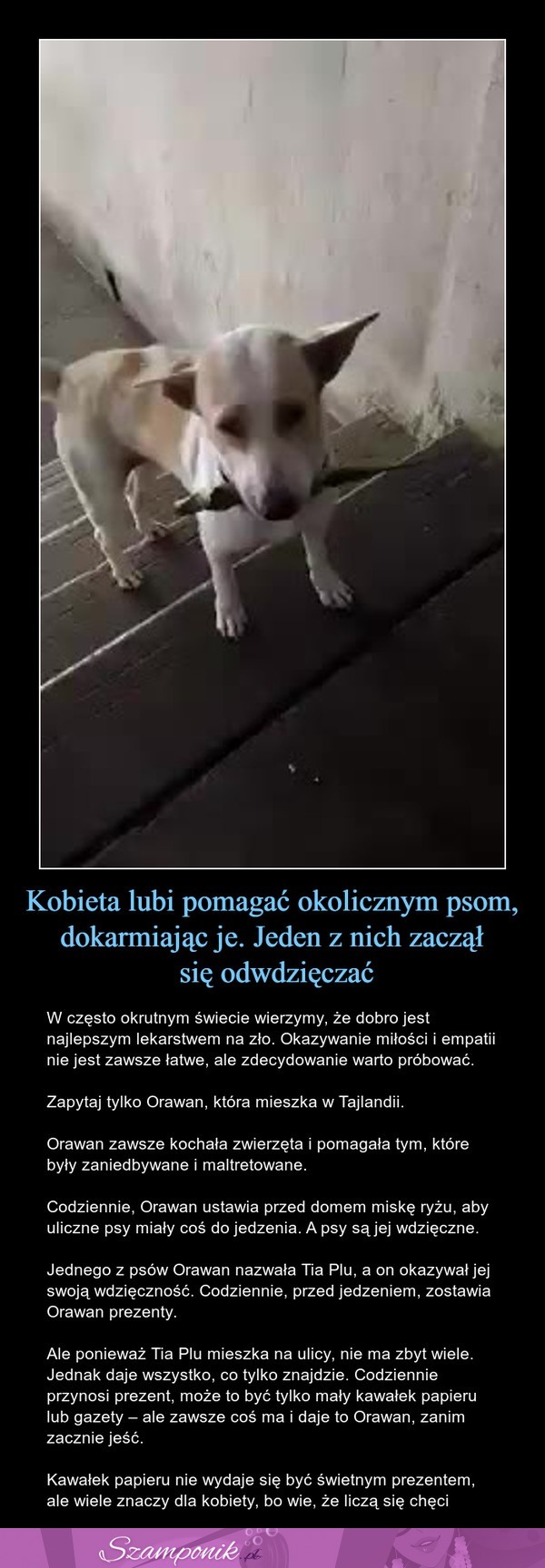 Kobieta lubi pomagać okolicznym psom, dokarmiając je. Jeden z nich zaczął się odwdzięczać!