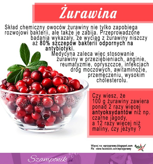 Żurawina, to roślina posiadająca mnóstwo wspaniałych właściwości