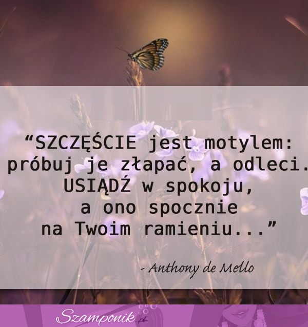 Szczęście jest motylem! ♥