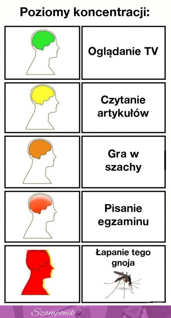 Poziomy koncentracji