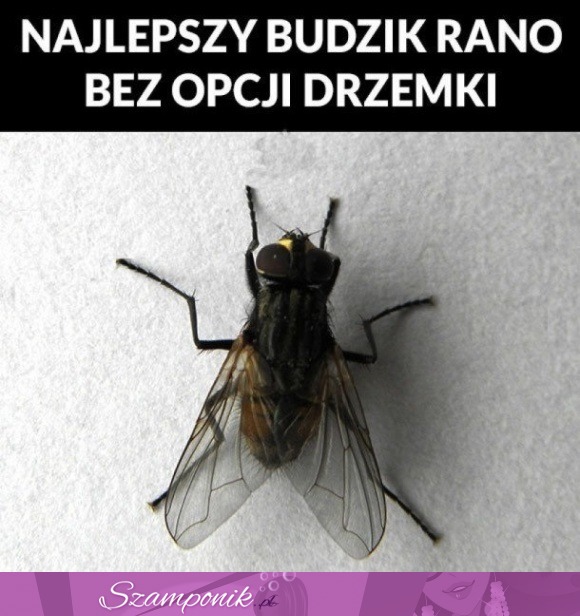 Najlepszy budzik