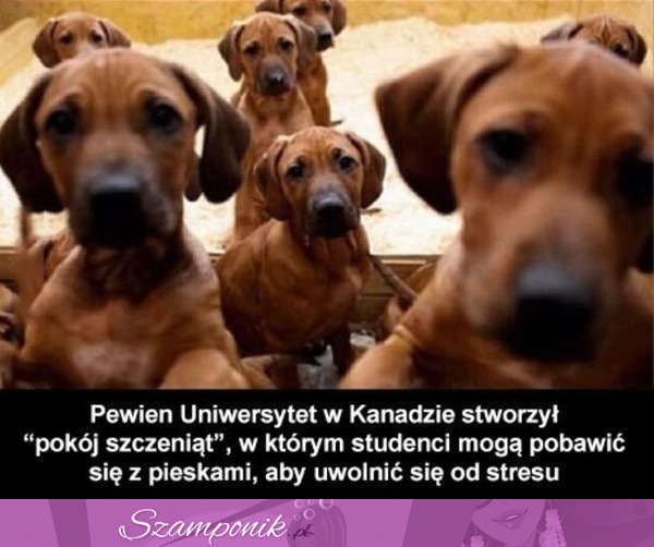 Pokój szczeniąt ;)