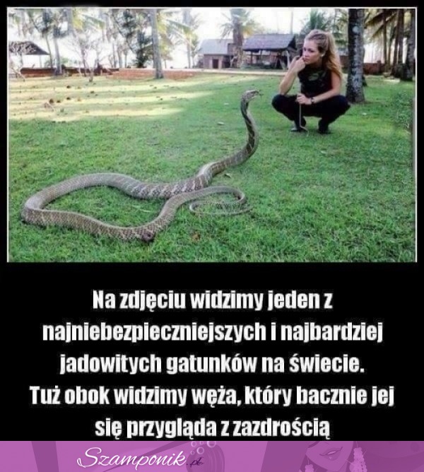 Na zdjęciu widzimy bardzo groźny gatunek ;D