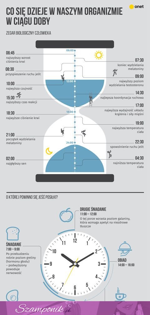 Co się dzieje w naszym organiźmie w ciągu doby