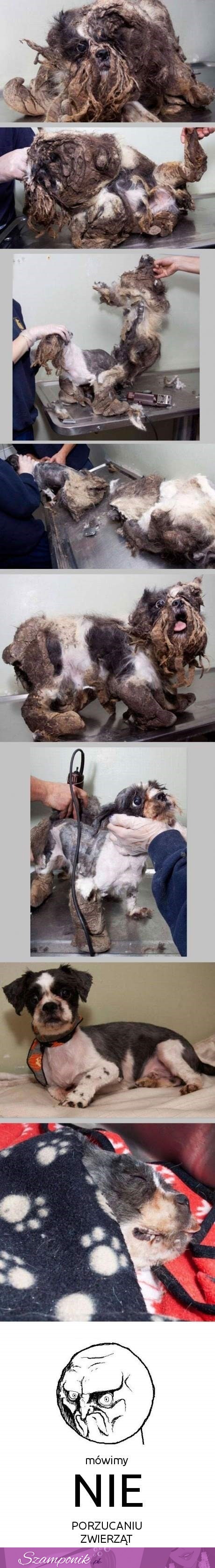 Nie uwierzysz! To żywy pies! Zobacz jak dzięki pomocy ludzi, zamienił się w słodkiego psiaka! ;)