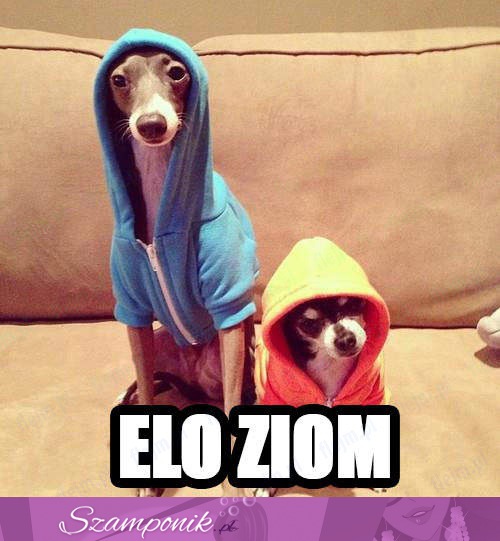 Elo ziom