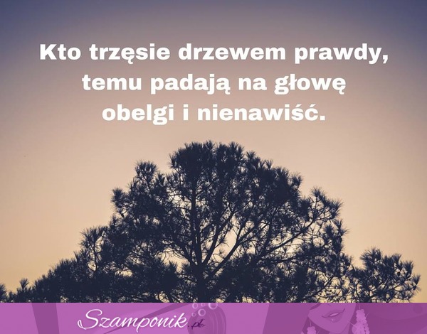 Kto trzęsie drzewem prawdy...