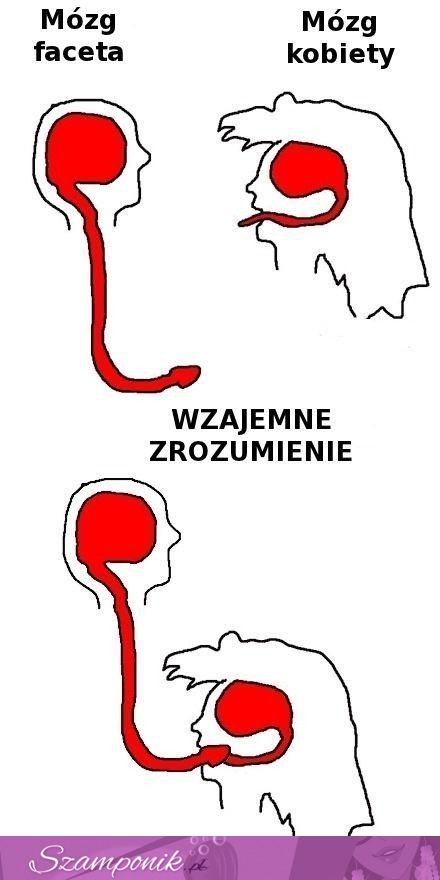 Mózg kobiety i mężczyzny - ZOBACZ gdzie znajduje się wspólne porozumienie!