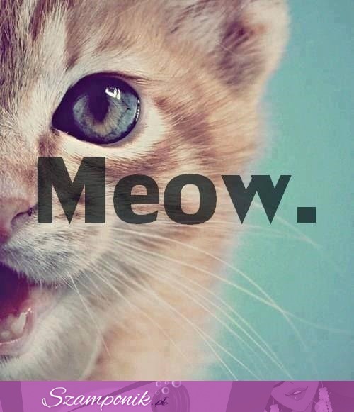 Meow.