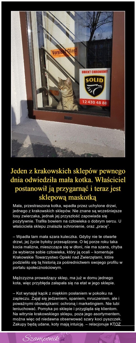 Właściciel sklepu postanowił przygarnąć małą kotkę...  I teraz jest sklepową maskotką!