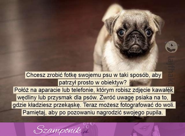 Zrób idealną fotkę Twojemu psiakowi!