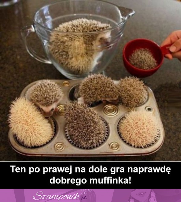 Pyszne muffinki!