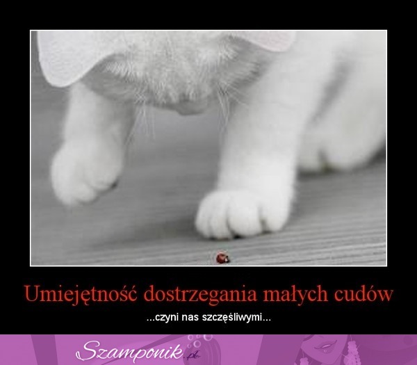 Umiejętność