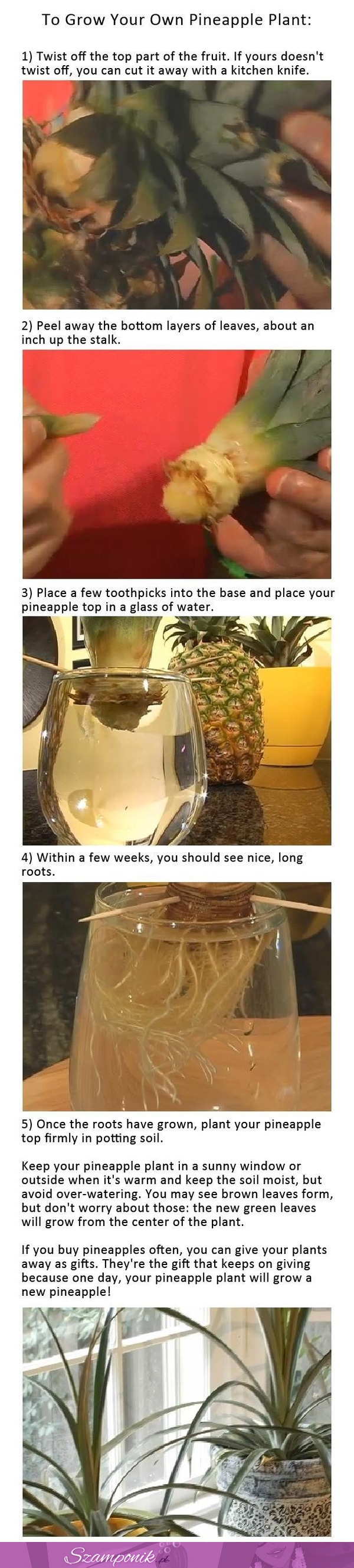 Wyhoduj własnego ananasa w domu! To bardzo proste, zobacz jak to zrobić!