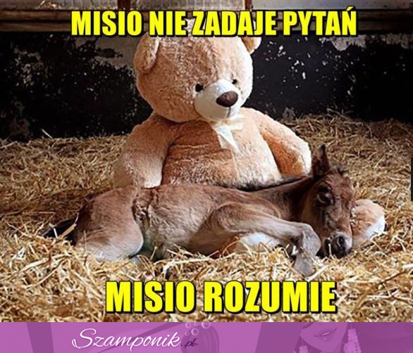 Misio rozumie