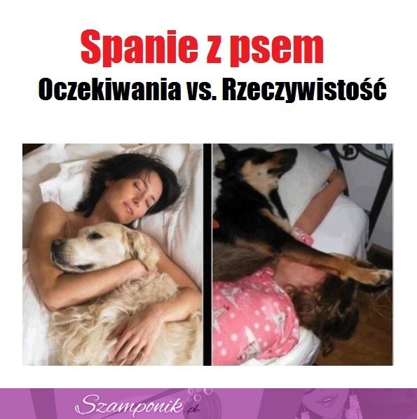 Spanie z psem