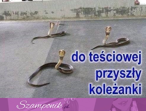 Koleżanki teściowej ;D