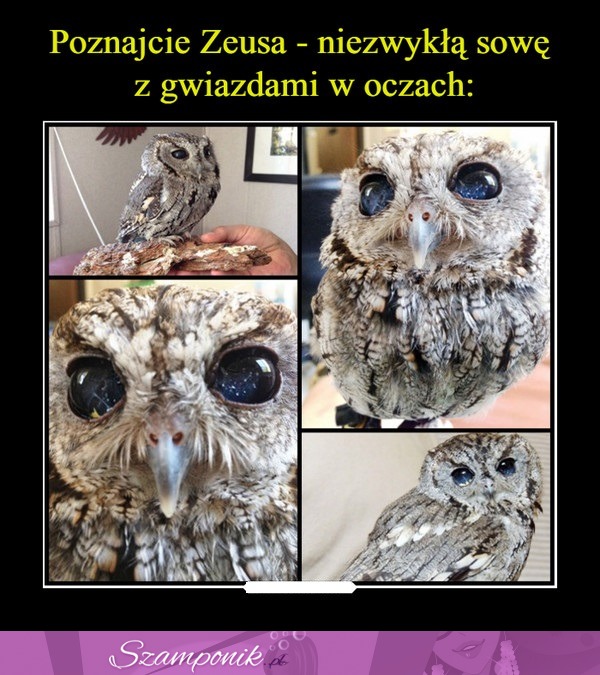 Niezwykła sowa z gwiazdami w oczach. Piękne!