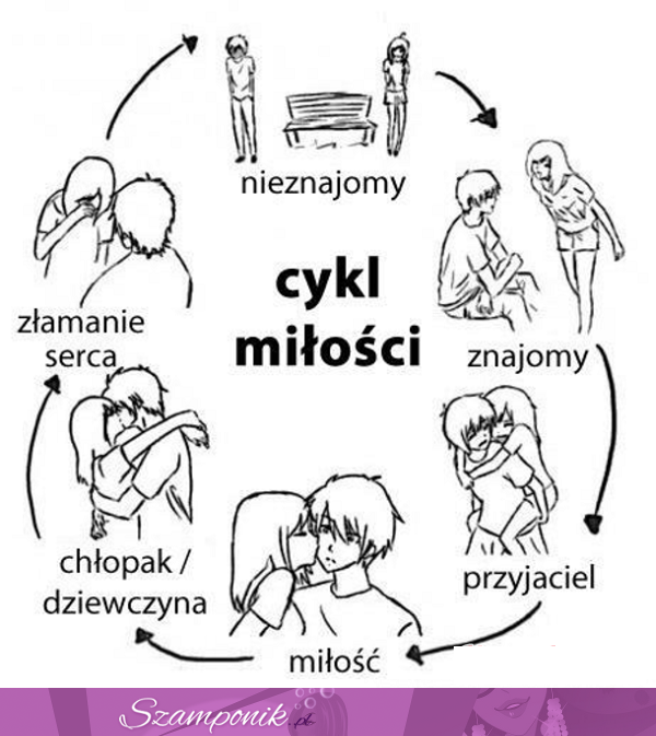 Typowy cykl miłości