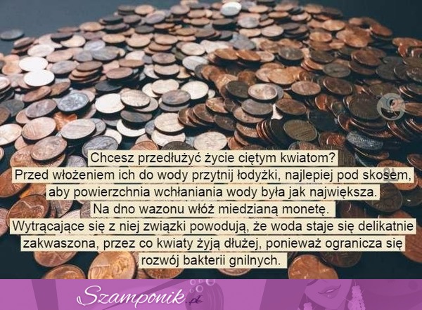 Przedłuż życie ciętym kwiatom