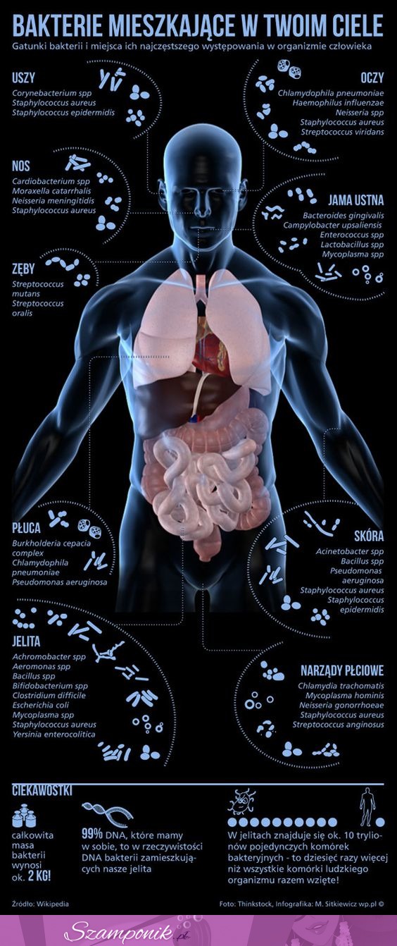 W ciele człowieka żyją tryliony bakterii! Zobacz jakich