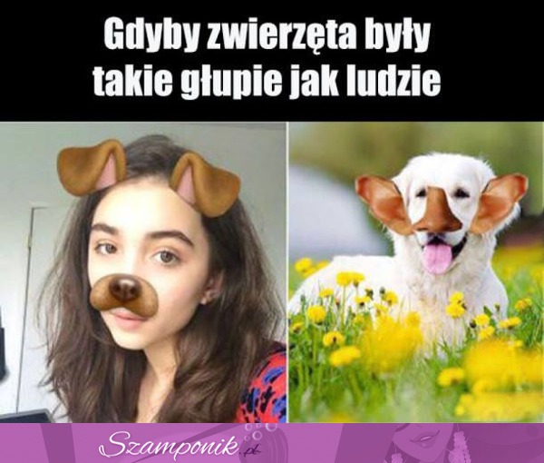 Zwierzęta