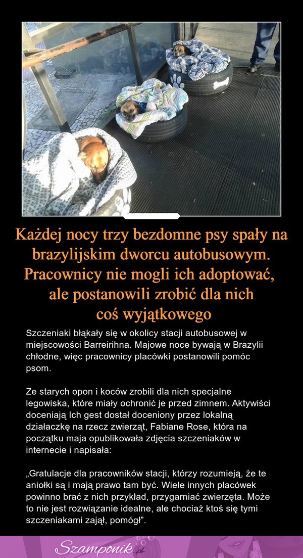 Pracownicy nie mogli adoptować bezdomnych psów, ale zrobili coś wyjątkowego!